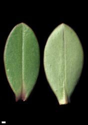 Veronica chathamica. Leaf surfaces, adaxial (left) and abaxial (right). Scale = 1 mm.
 Image: W.M. Malcolm © Te Papa CC-BY-NC 3.0 NZ